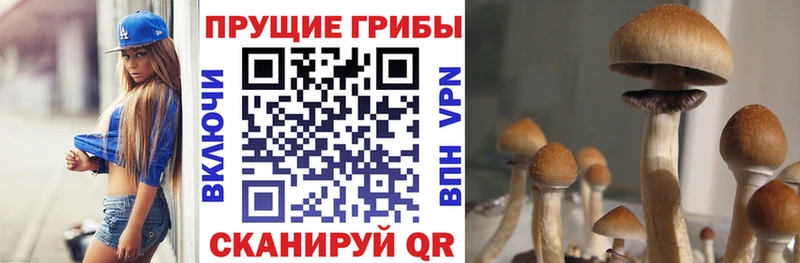 Галлюциногенные грибы Psilocybine cubensis  где продают   Правдинск 